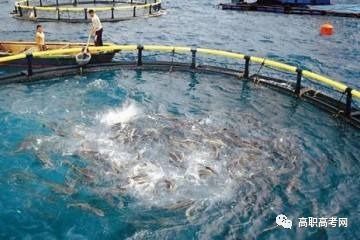 水產養(yǎng)殖技術、專業(yè)介紹及就業(yè)前景分析