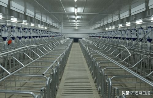 打出組合拳，酒泉市多措并舉促生豬穩產保供，助力畜牧漁業飼料銷售穩健發展