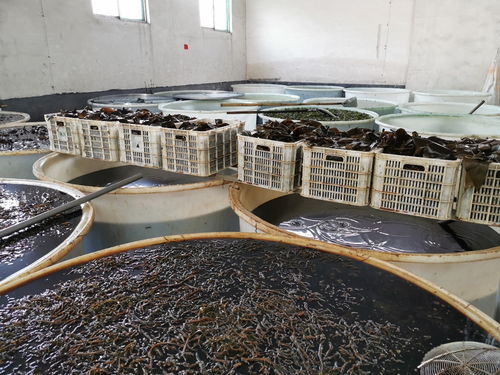 瑞江食品廠廣納賢才 誠聘車間男女工與飼料銷售精英